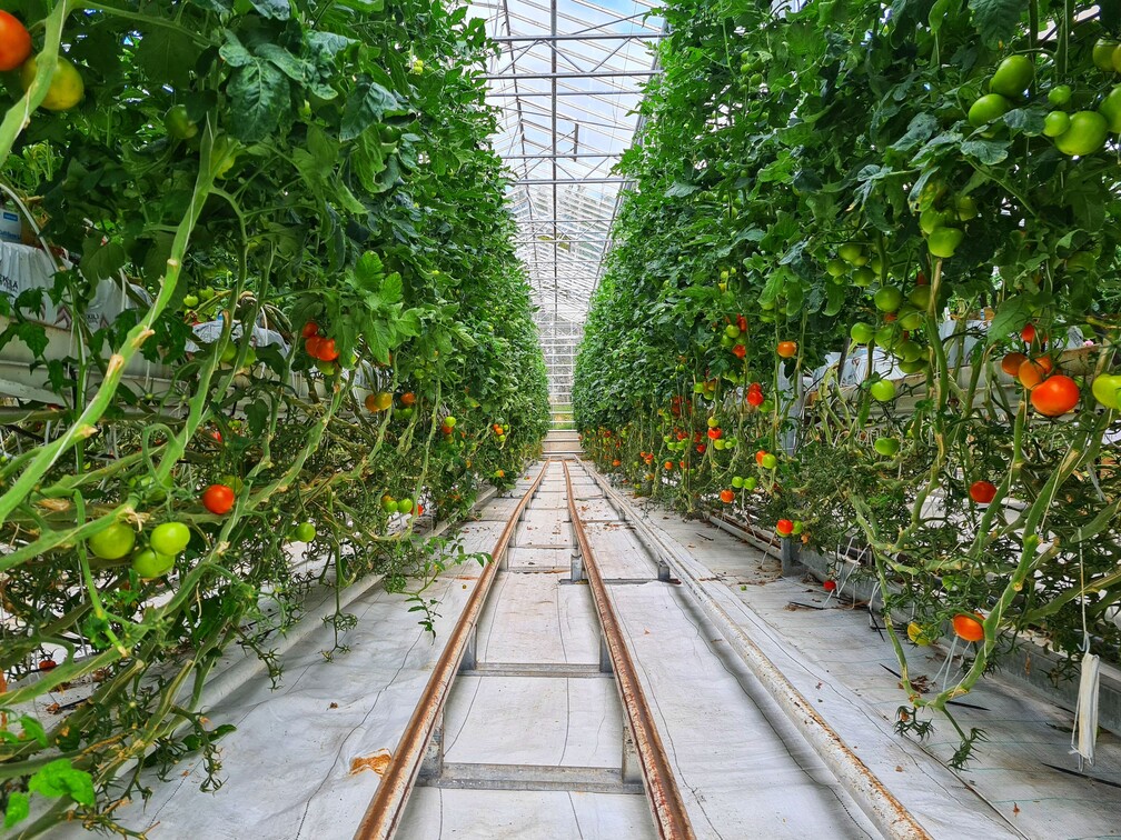 Top 10 Vertical Farming Companies Shaping the Middle East Agricultural Landscape in 2026
