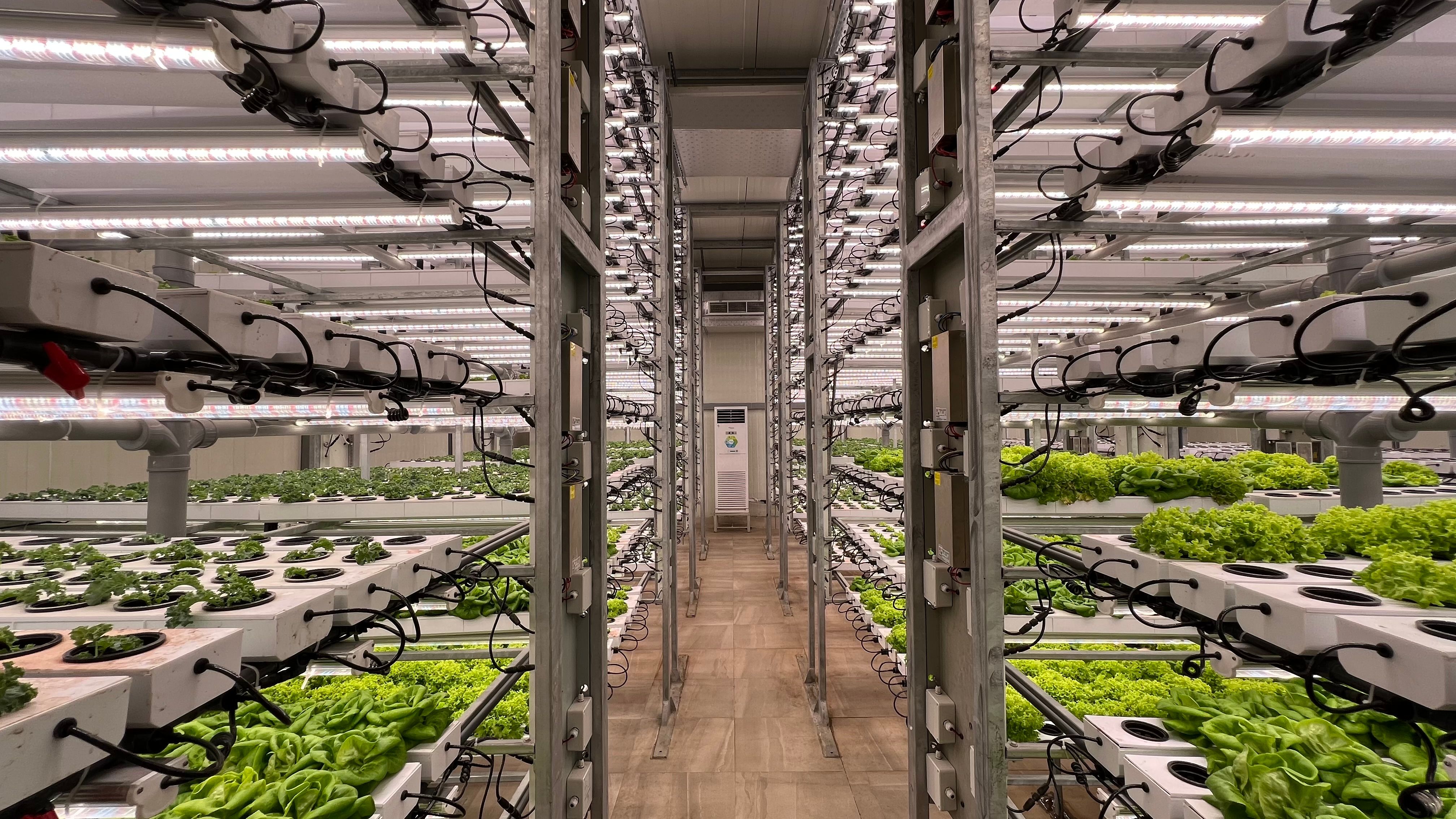 Hydroponics vs Aeroponics vs Aquaponics: Which Vertical Farming System is Growing Fastest in the Middle East?