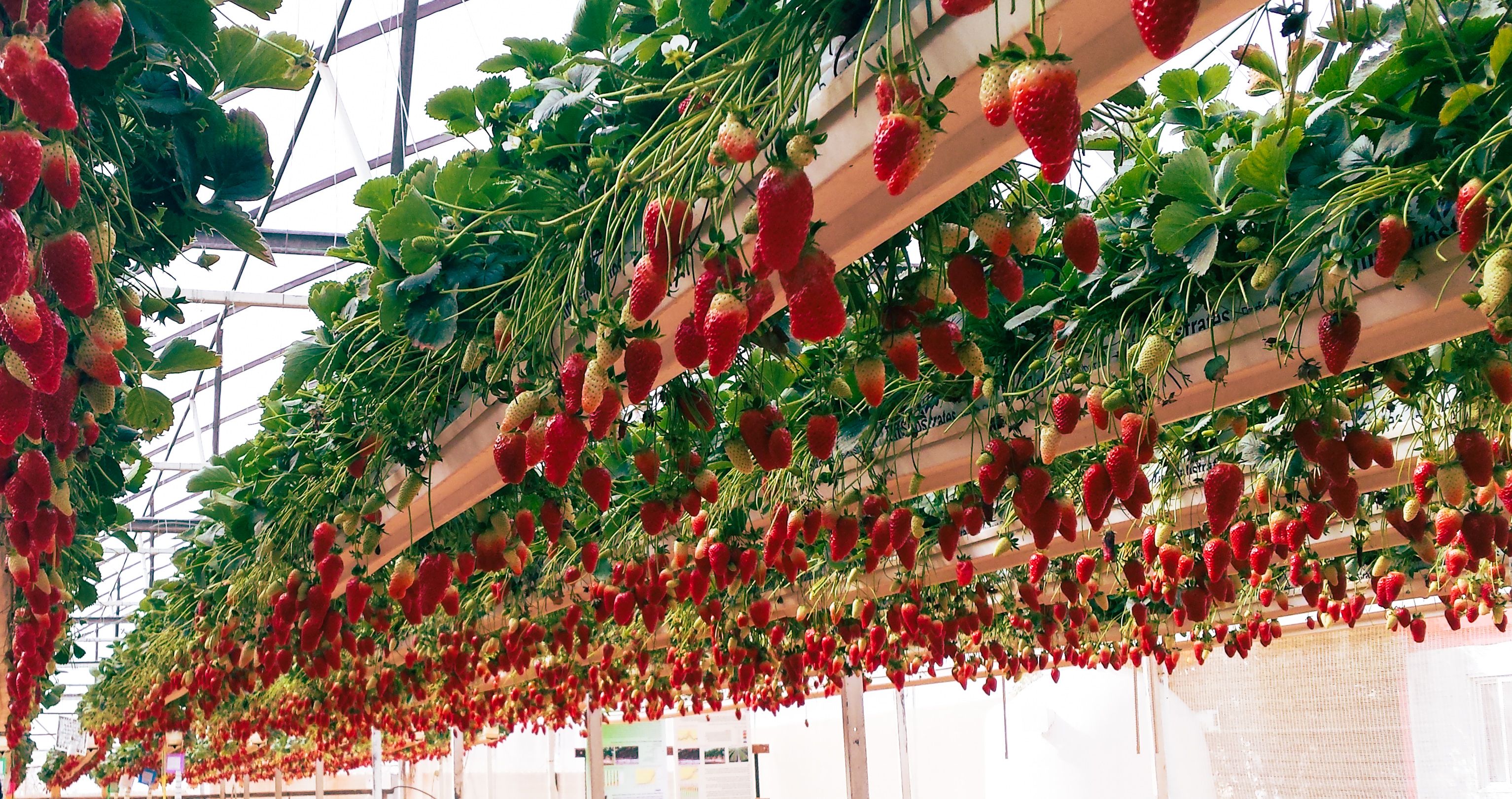How Vertical Farming is Transforming Food Security in the Middle East