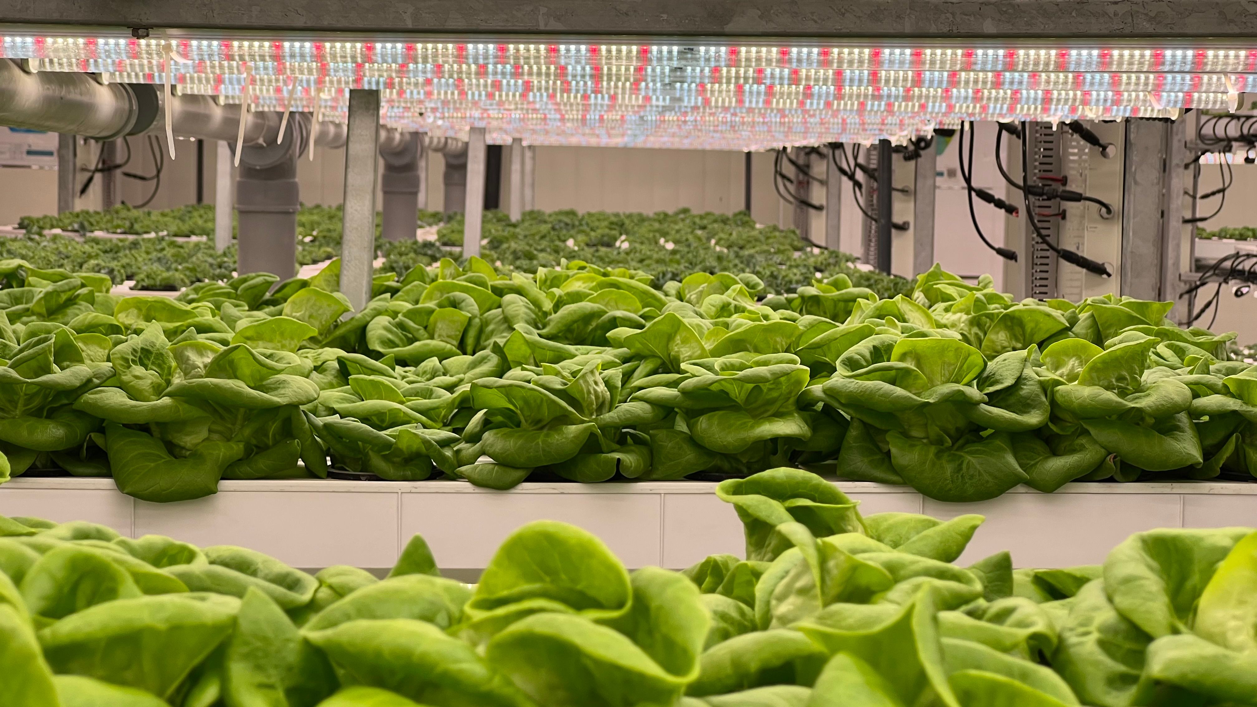 Circular Economy Practices: Closing the Loop on Water, Waste, and Energy in the Middle East Vertical Farming Market