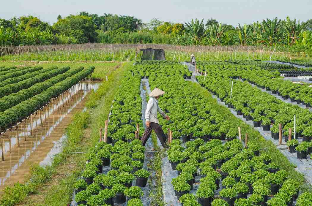 Luxury Hospitality and Foodservice Investments Drive Commercial Growth in the Middle East Vertical Farming Market