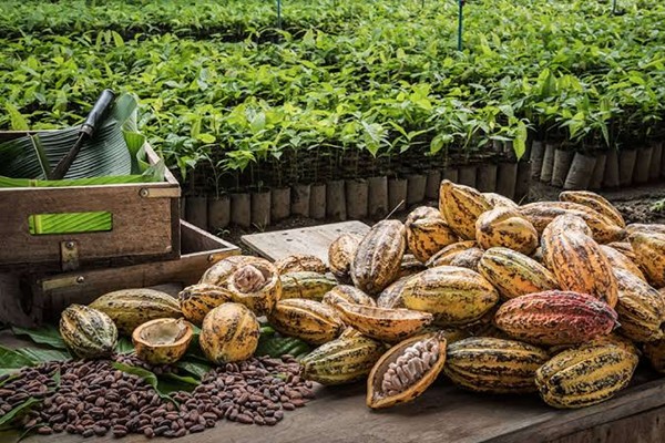 Epignosis Insights Weekly Cocoa Price Tracker: Futures Fall 8.8% as Supply Abundance Collides with Forward El Niño Risk
