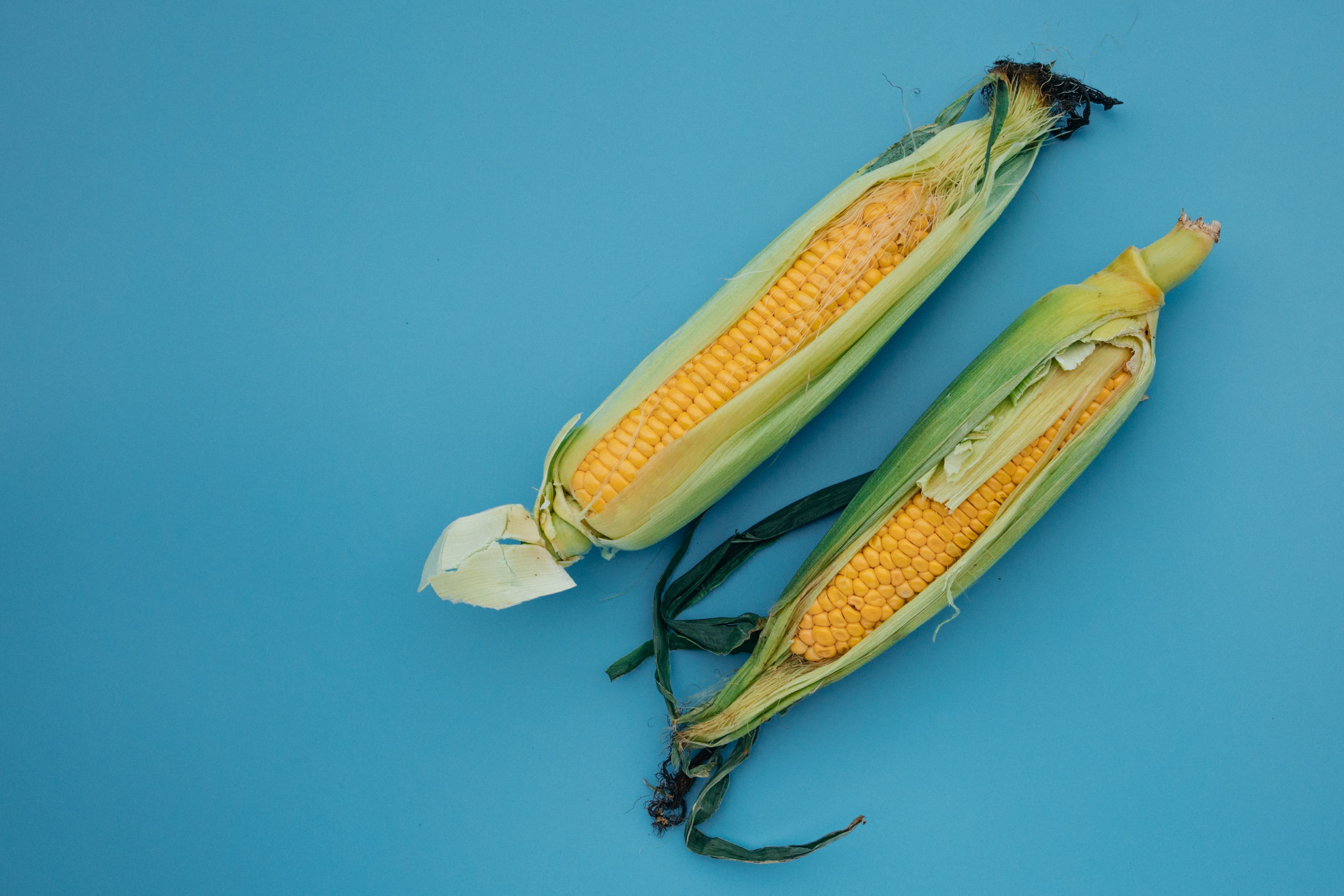 Corn Futures Slip 1.15% as Record-Scale U.S. Harvest Reshapes the Market, Finds Epignosis Insights